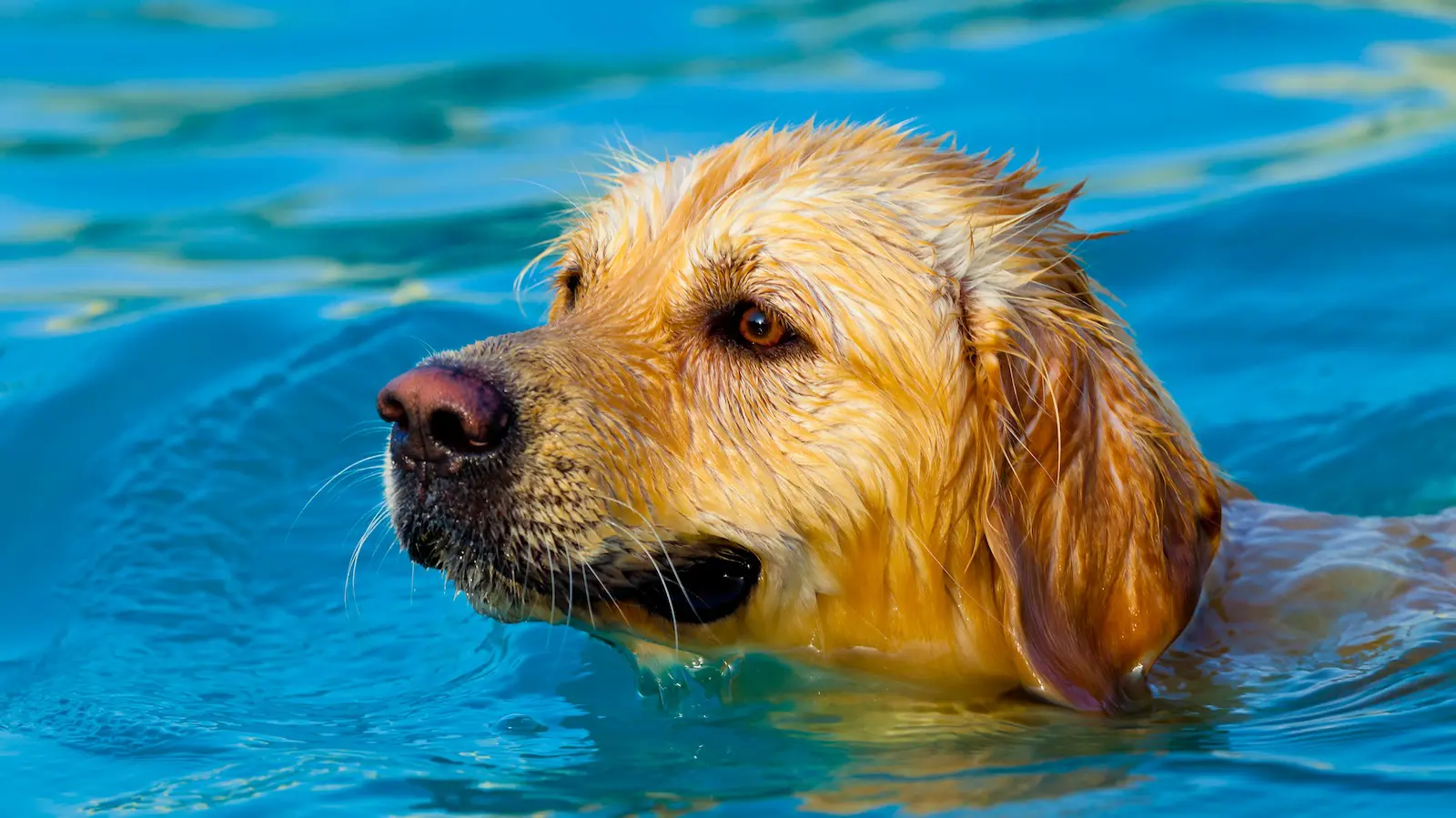 Can my dog swim in my fiberglass pool?